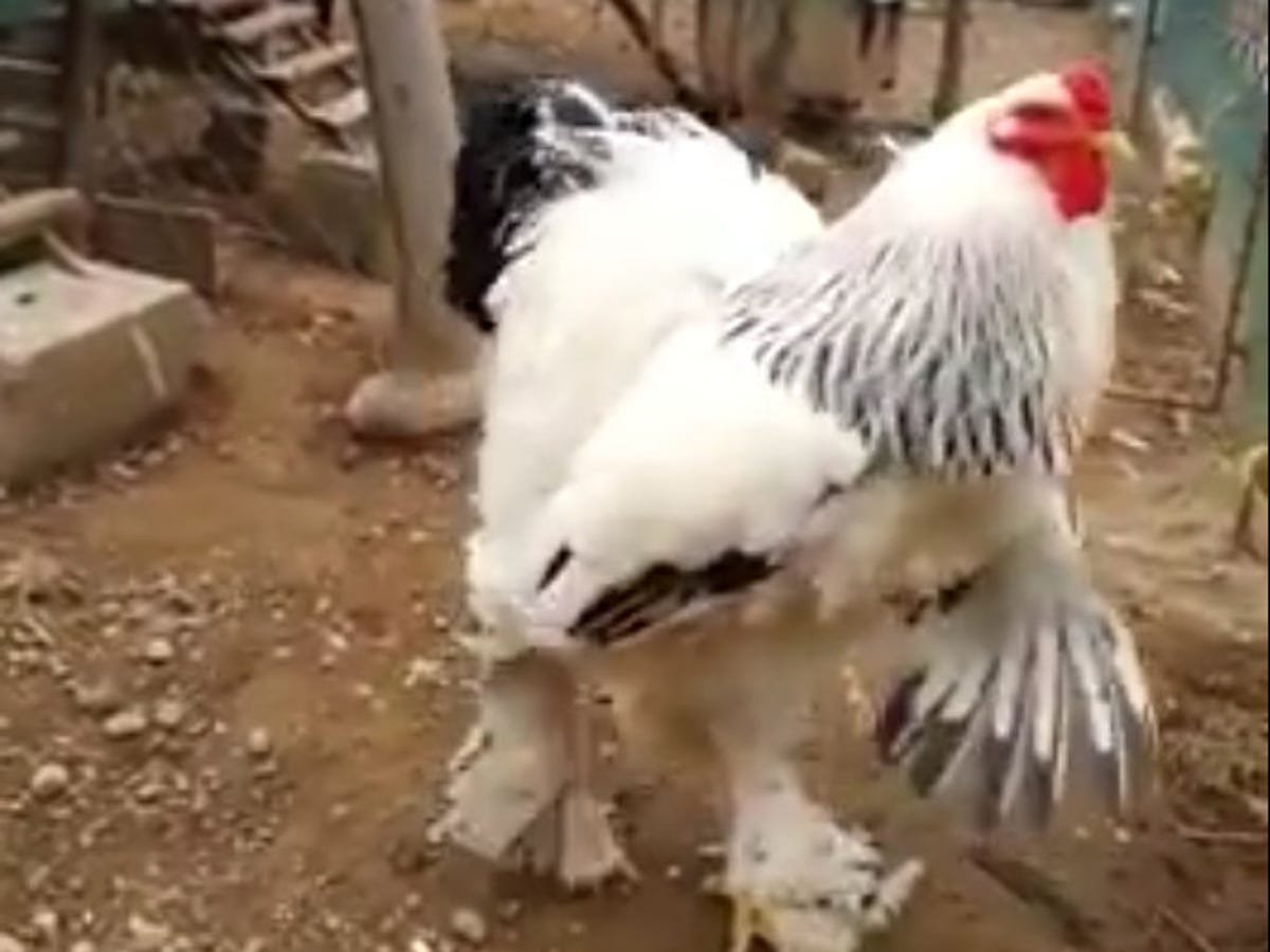 gà đá cựa sắt ở thomo gà đá cựa sắt ở thomo