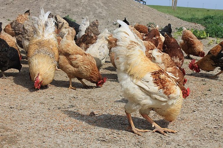 kỹ thuật nuôi gà đá cựa sắt kỹ thuật nuôi gà đá cựa sắt