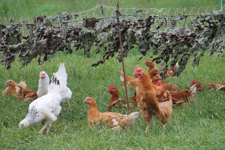 gà cắt cựa bảo lâu thì đá được,Giải Mã Bí Ẩn: Gà Cắt Cựa Bảo Lâu Thì Được Đá Được Bao Lâu? gà cắt cựa bảo lâu thì đá được,Giải Mã Bí Ẩn: Gà Cắt Cựa Bảo Lâu Thì Được Đá Được Bao Lâu?