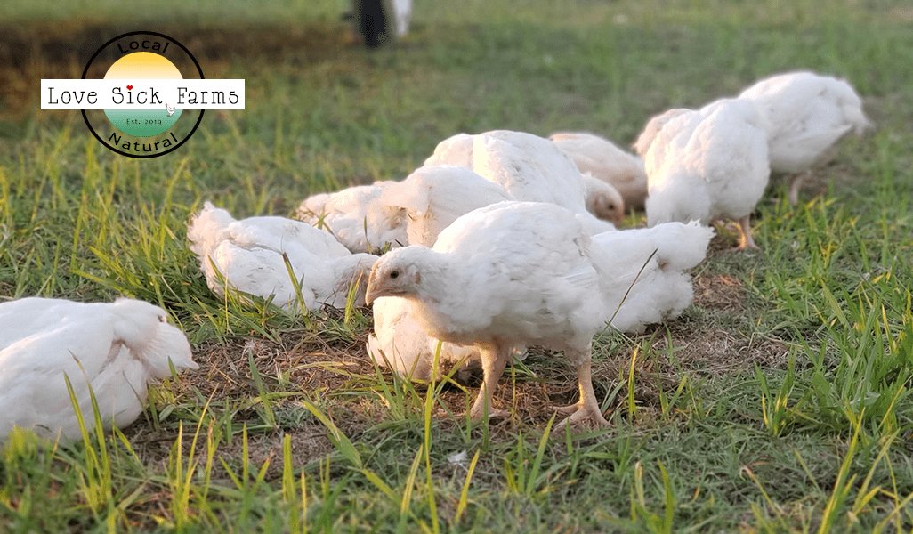 đá gà tre trực tiếp thomo 999 hôm nay,Đá gà tre trực tiếp Thomo 999 hôm nay: Thứ hai – Kết quả đầy đủ và chi tiết đá gà tre trực tiếp thomo 999 hôm nay,Đá gà tre trực tiếp Thomo 999 hôm nay: Thứ hai – Kết quả đầy đủ và chi tiết