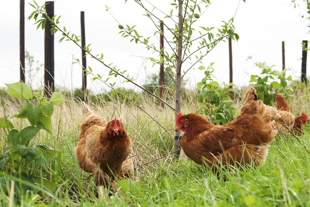 làm sao biết gà đá có cựa hay không,Điều Kiện Nhận Biết Gà Đá Có Cựa Hay Không làm sao biết gà đá có cựa hay không,Điều Kiện Nhận Biết Gà Đá Có Cựa Hay Không