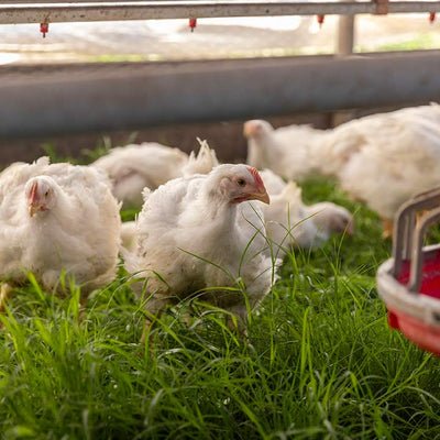 đá gà thomo trực tiếp ngày 5 tháng 11,Đá gà Thomo trực tiếp ngày 5 tháng 11: Thứ hai – Sự kiện không thể bỏ lỡ đá gà thomo trực tiếp ngày 5 tháng 11,Đá gà Thomo trực tiếp ngày 5 tháng 11: Thứ hai – Sự kiện không thể bỏ lỡ