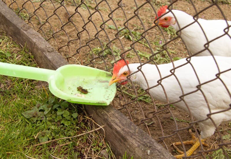 bắn gà đá bắn gà đá