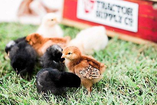 cách vô mồi cho gà đá cựa sắt cách vô mồi cho gà đá cựa sắt