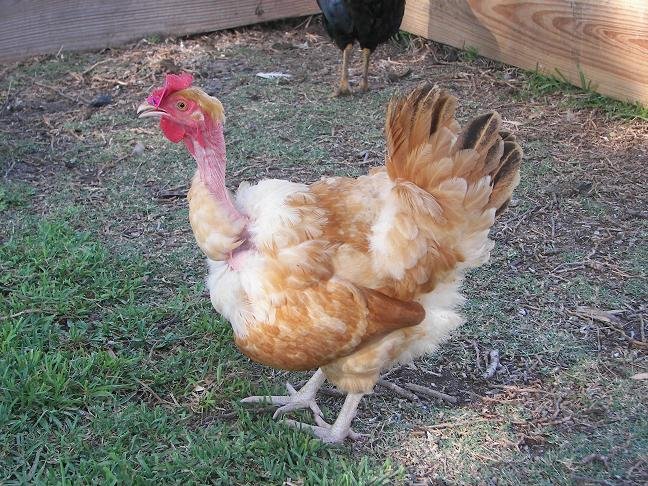 cách xem vảy gà đá cựa,Cách Xem Vảy Gà Đá Cựa: Độ C Giới Thiệu Chi Tiết cách xem vảy gà đá cựa,Cách Xem Vảy Gà Đá Cựa: Độ C Giới Thiệu Chi Tiết