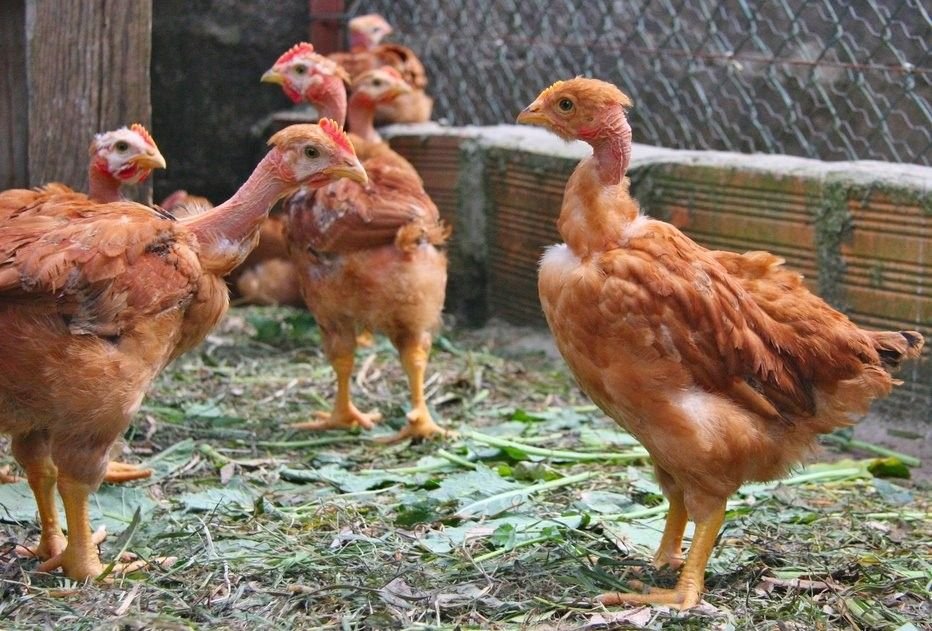 trực tiếp đá gà thomo trực tiếp,Trực tiếp đá gà Thomo: Kinh nghiệm và bí quyết không thể bỏ qua trực tiếp đá gà thomo trực tiếp,Trực tiếp đá gà Thomo: Kinh nghiệm và bí quyết không thể bỏ qua