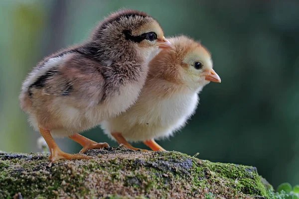 thuốc gà đá gấu vàng thuốc gà đá gấu vàng