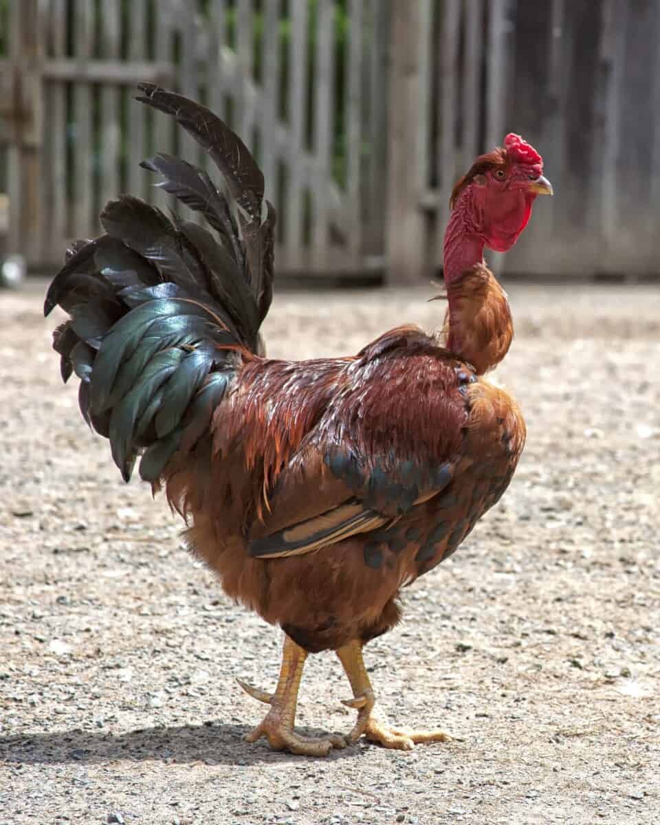 đá gà thomo 99 đá gà thomo 99
