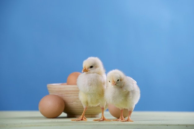 đá gà làng,Đá gà làng: Sự Kết Hợp Giữa Truyền Thống và Đam Mê đá gà làng,Đá gà làng: Sự Kết Hợp Giữa Truyền Thống và Đam Mê