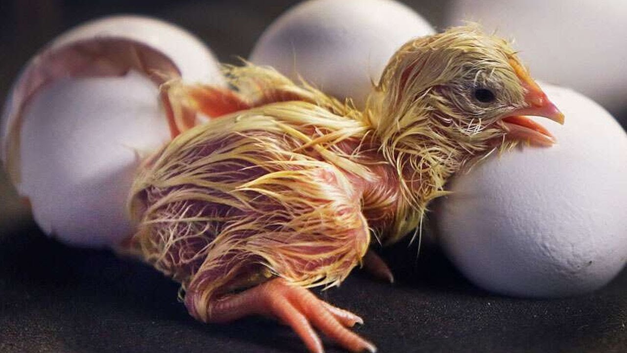 gà đá bị lọt bọng,Giới thiệu chi tiết bài viết: “Gà đá bị lọt bọng” gà đá bị lọt bọng,Giới thiệu chi tiết bài viết: “Gà đá bị lọt bọng”