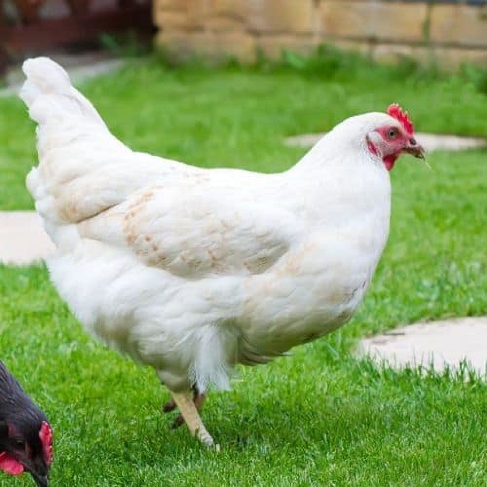 xem tướng gà đá cựa,Đặc Điểm Độ C Giới Thiệu Bài Viết: Xem Tướng Gà Đá Cựa xem tướng gà đá cựa,Đặc Điểm Độ C Giới Thiệu Bài Viết: Xem Tướng Gà Đá Cựa