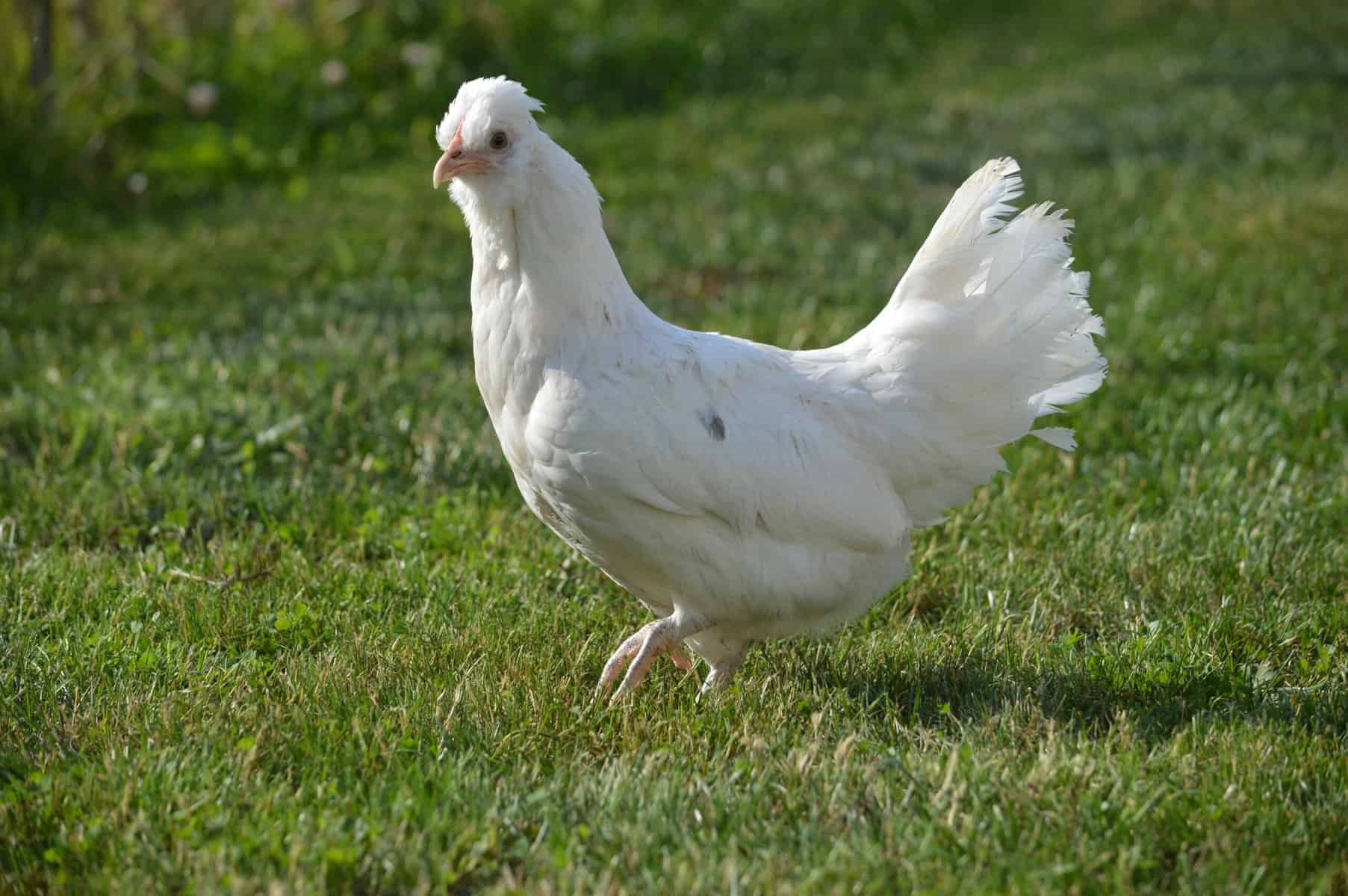 cho gà tre ăn gì trước khi đá,Chính xác và Độc đáo: Cách Dùng Ngữ Pháp và Tính Độ C Trong Tiếng Việt cho gà tre ăn gì trước khi đá,Chính xác và Độc đáo: Cách Dùng Ngữ Pháp và Tính Độ C Trong Tiếng Việt
