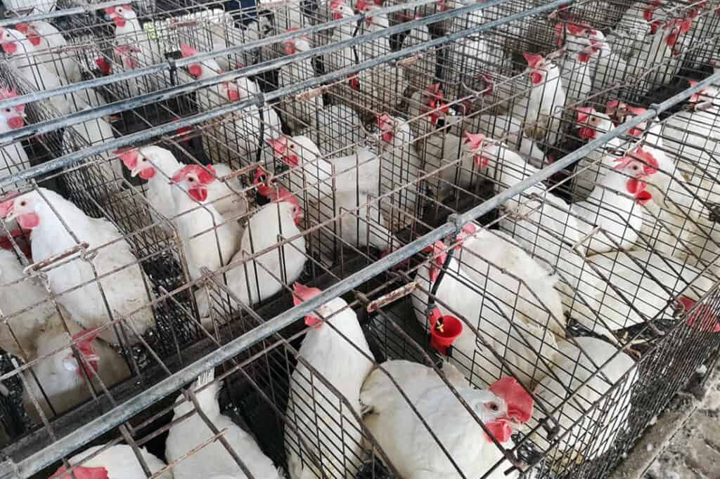 chuồng nuôi gà đá chuồng nuôi gà đá