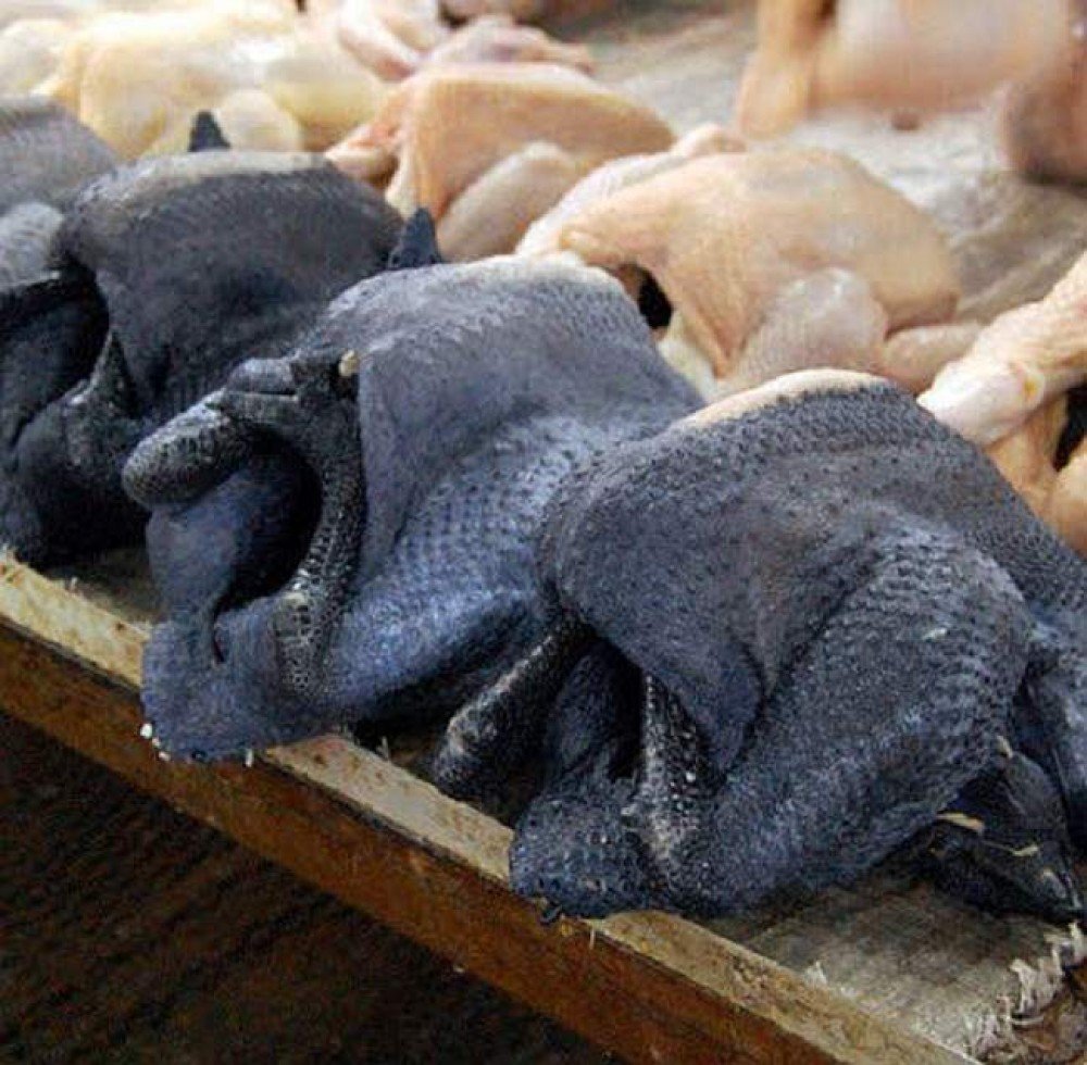 giống gà đá mỹ giống gà đá mỹ