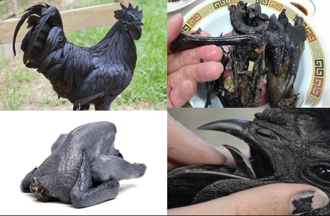 flosal d gà đá flosal d gà đá