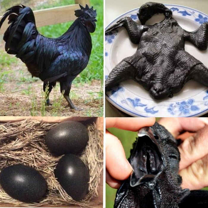 chồng cua đá gà nôi,Chồng cua đá gà nôi – Một cuộc phiêu lưu đầy kịch tính chồng cua đá gà nôi,Chồng cua đá gà nôi – Một cuộc phiêu lưu đầy kịch tính