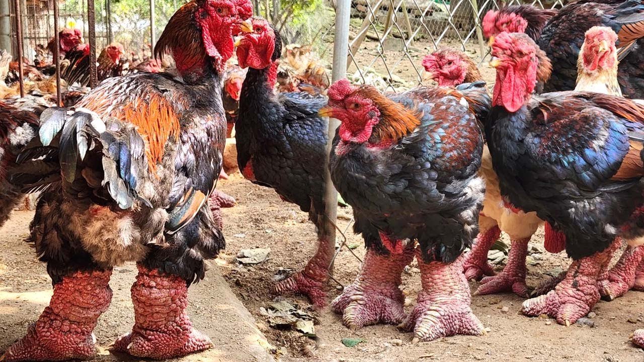 xem đá gà cựa sắt mới nhất 2018,Giới Thiệu Độ C Xem Đá Gà Cựa Sắt Mới Nhất 2018 xem đá gà cựa sắt mới nhất 2018,Giới Thiệu Độ C Xem Đá Gà Cựa Sắt Mới Nhất 2018