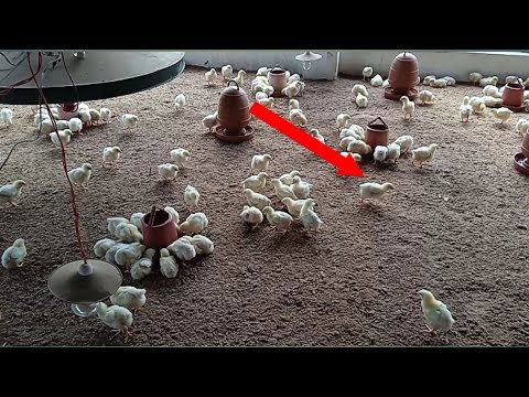 Bí quyết xem vảy gà nòi chuẩn xác cho trận đấu cựa sắt